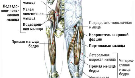 Основные проблемы, связанные с поддержанием здоровой структуры и функции пояса нижних конечностей