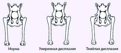 Основные проявления дисплазии у собак