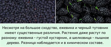 Основные различия между шелковицей и ежевикой