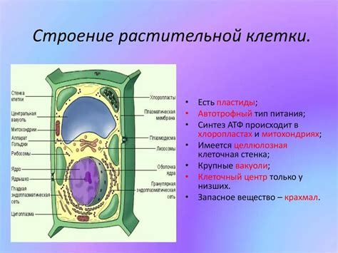 Основные структурные элементы яйцеклетки