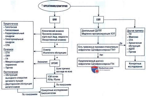 Основные факторы, влияющие на уровень креатинина и возможные причины его повышения