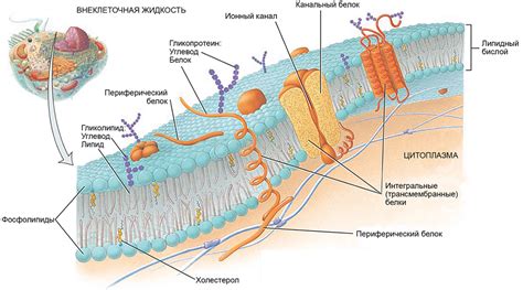 Основные функции клеточной мембраны