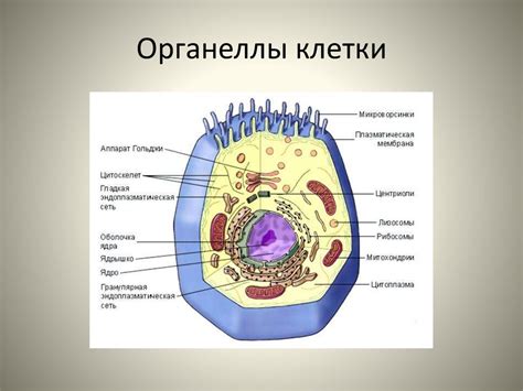 Основные функции органеллы