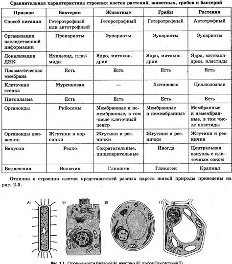 Основные характеристики клеток растений и бактерий