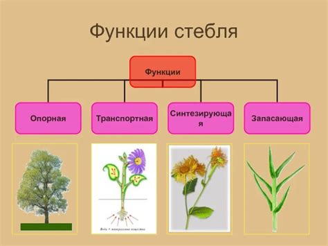 Основные характеристики стеблевой части