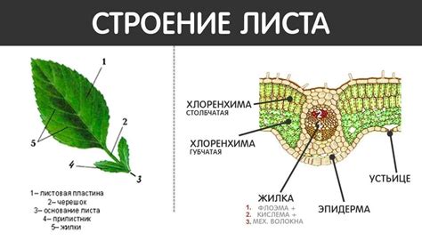 Основные черты строения листовой поверхности