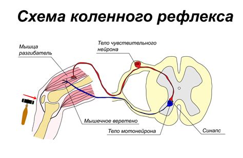 Основные элементы рефлектора