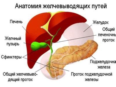 Основные этапы процедуры очистки желчного пузыря при нарушении обмена жировых веществ