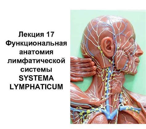 Основы техники стимуляции лимфатической системы