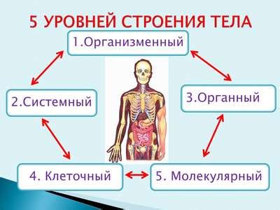 Особенности анатомии