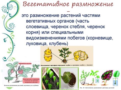 Особенности бесполого размножения