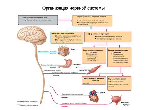 Особенности воздействия на нервную систему