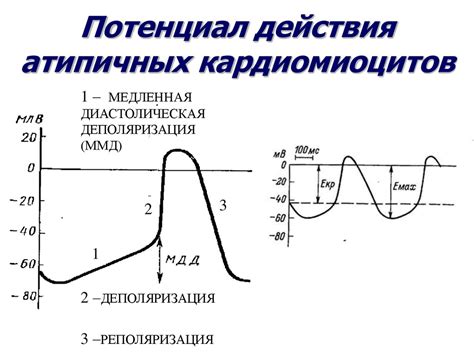 Особенности действия карболки