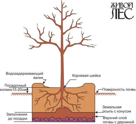 Особенности закрытой корневой системы