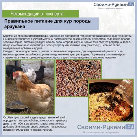 Особенности использования чиктоника в корме для кур