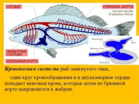 Особенности крови рыб