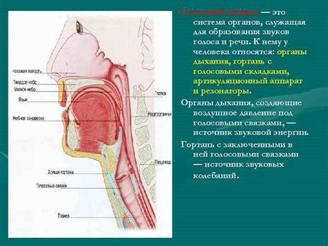 Особенности механизма звуковоспроизведения