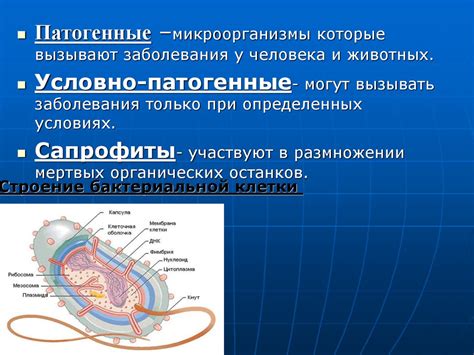 Особенности морфологии и строения тела