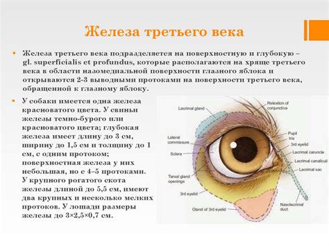 Особенности органов зрения