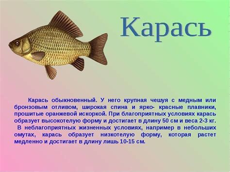 Особенности поведения карася