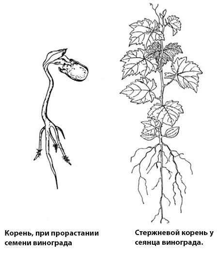 Особенности поглощения воды и питательных веществ