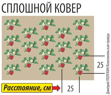 Особенности посадки клубники в теплую грядку