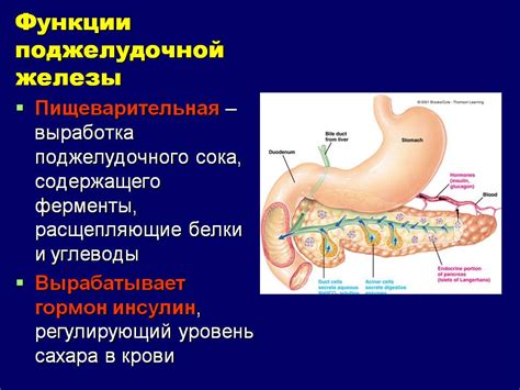 Особенности работы печени и поджелудочной железы: функции и адаптивность