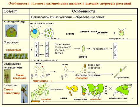 Особенности размножения