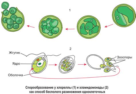 Особенности размножения и спор у растений