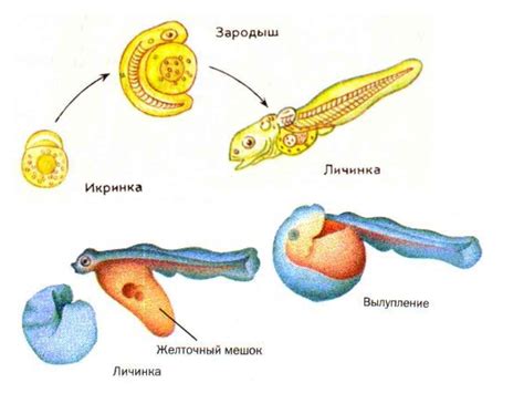 Особенности размножения рыб