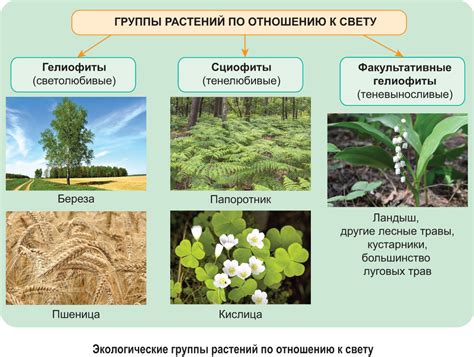 Особенности растительности и экологии