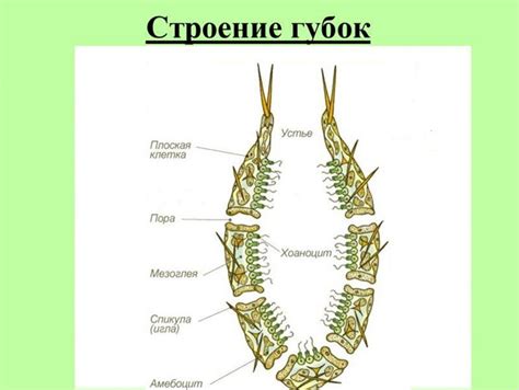 Особенности строения губок