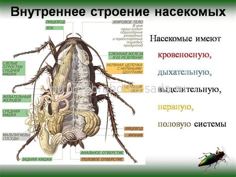 Особенности строения муравейной пасти