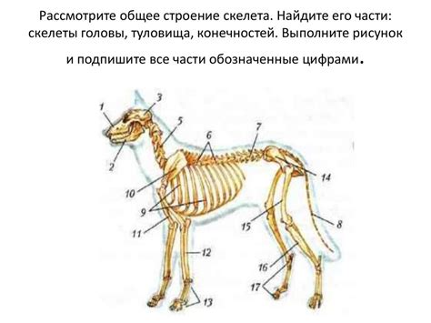 Особенности строения скелета млекопитающих