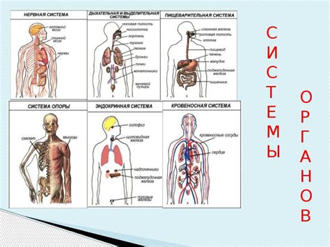 Особенности строения тела