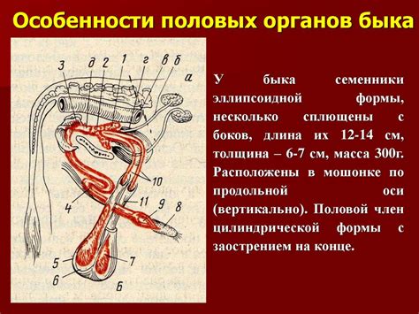 Особенности строения цепного быка