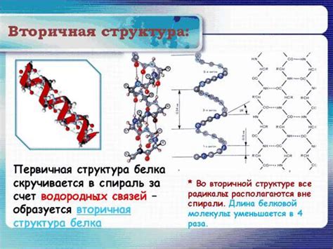 Особенности структуры антенны белка