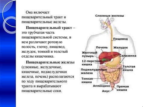 Особенности употребления для улучшения пищеварения