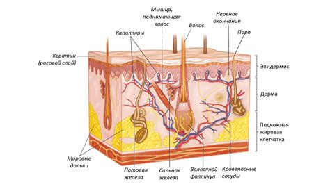 Особенности физиологии кожи