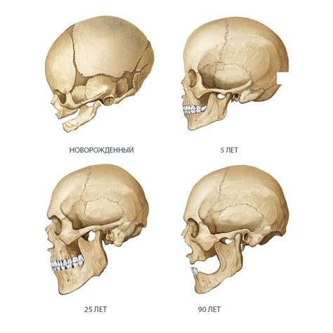 Особенности формы черепа