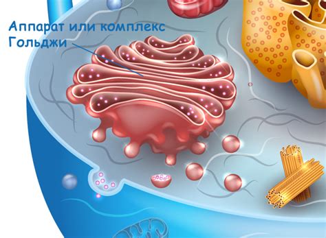 Особенности функционирования аппарата Гольджи