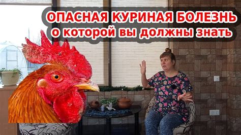 Оспа у кур: влияние на организм человека