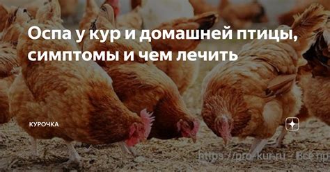 Оспа у кур: симптомы и проявления