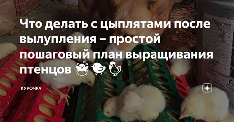 Осторожное проколотие скорлупы