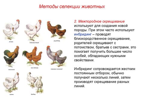 Отбор, директивная и случайная селекция