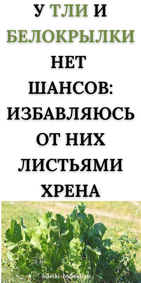 Отвар или заморозка: выбор для мягких и гибких листьев