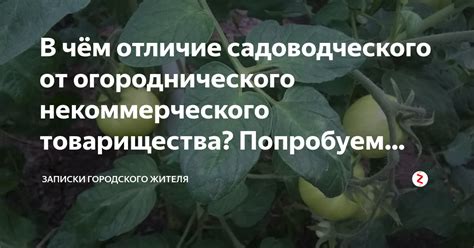 Отличие от садоводческого товарищества: