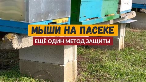 Отличие пасеки от пасики