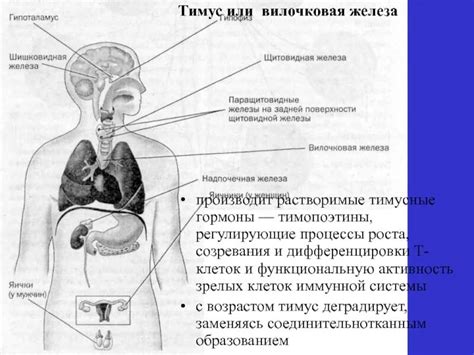 Отличительная особенность органов: наличие протоков для транспортировки внутренних секреций