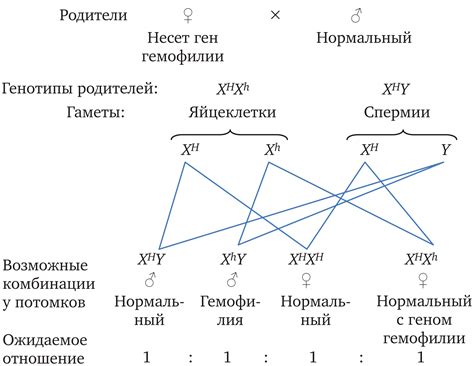 Отличия гетерозиготной формы полиморфизма от гомозиготной